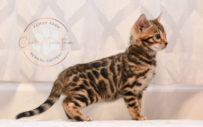 Bengal kitten for sale